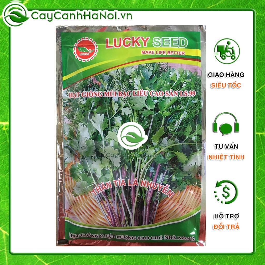 Hạt giống rau mùi thơm, hạt mùi ta, ngò rí thu hoạch nhanh, dễ reo trồng gói 20g 🌱