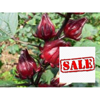 Gói 20 hạt giống atiso đỏ sale