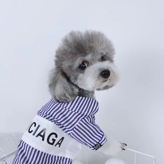 Áo SƠMI HOTTREND Dành cho Thú Cưng ( chó & mèo )