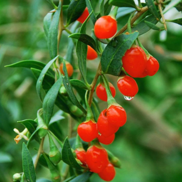 Cây giống Câu Kỷ Tử - Giống dược liệu chịu nhiệt dễ trồng, khoảng 1,5 năm cho trái - Trang Flower