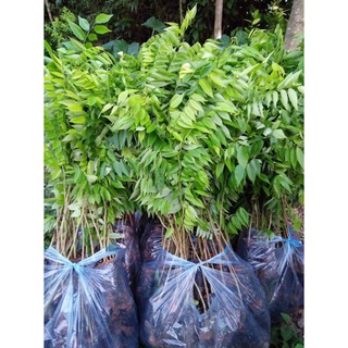 CÂY GIỐNG XƯA ĐỎ 15K
