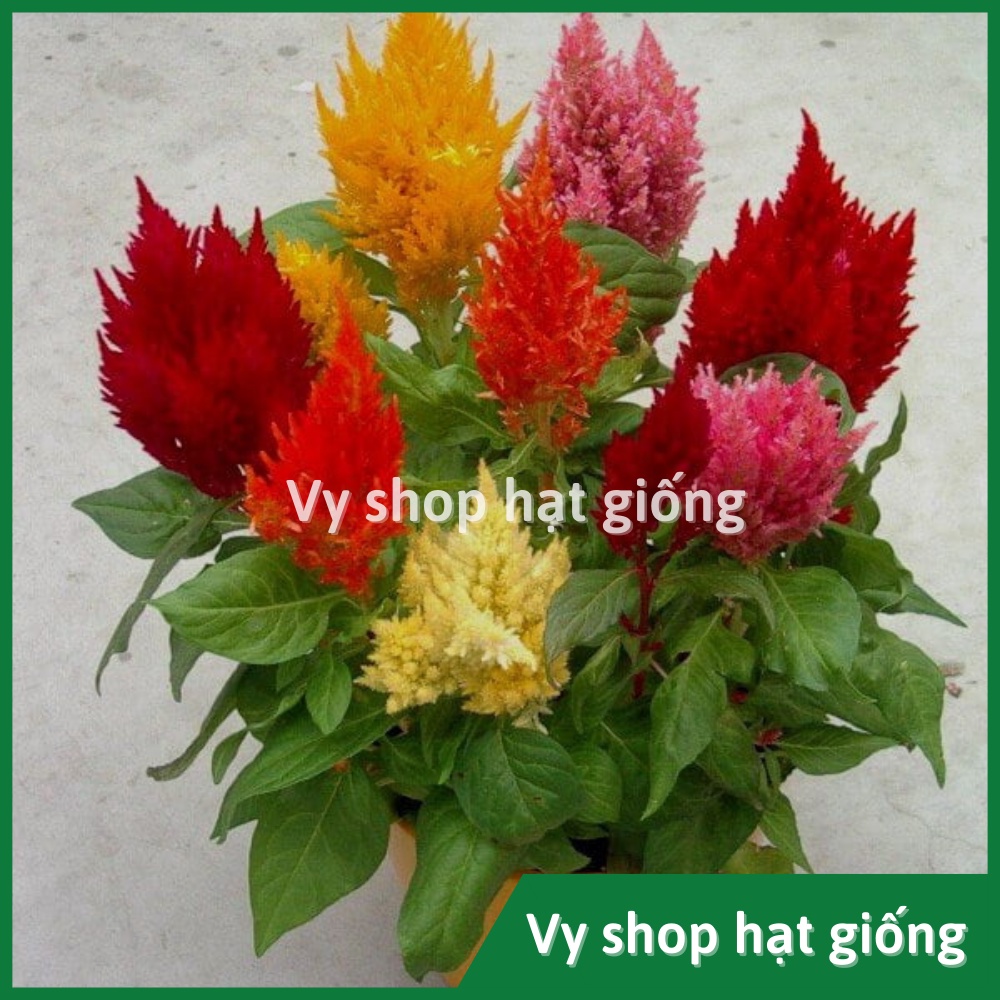 Hạt giống hoa mào gà lửa Thái Lan