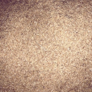 5kg vỏ trấu khô (trấu sống)