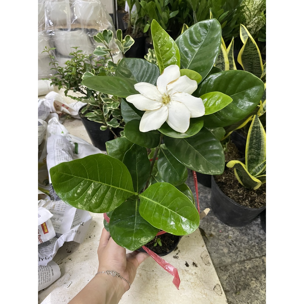 CÂY LÀI THIÊN HƯƠNG GIỐNG MỚI, hoa rất thơm ,, Hoa giống cảnh sân vườn,GIÁ RẺ, nở quanh năm, Cây Tươi Nguyên