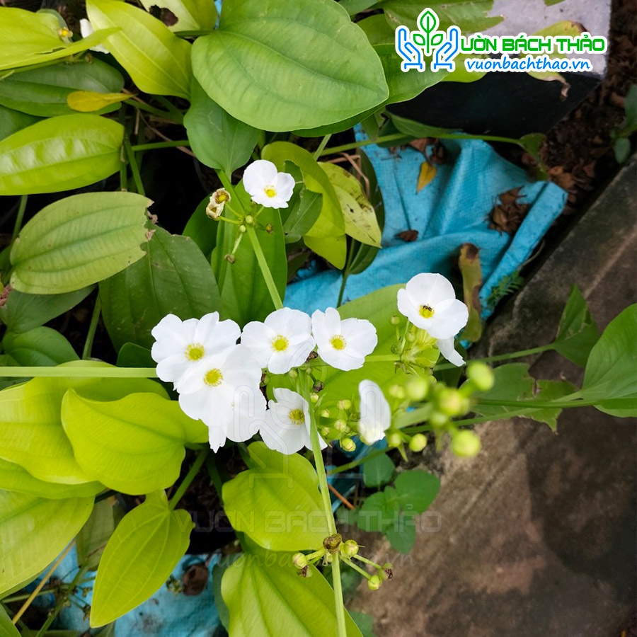 Bụi cây bách thủy tiên trồng được dưới nước dễ trồng dễ chăm - Cây Hoa Việt