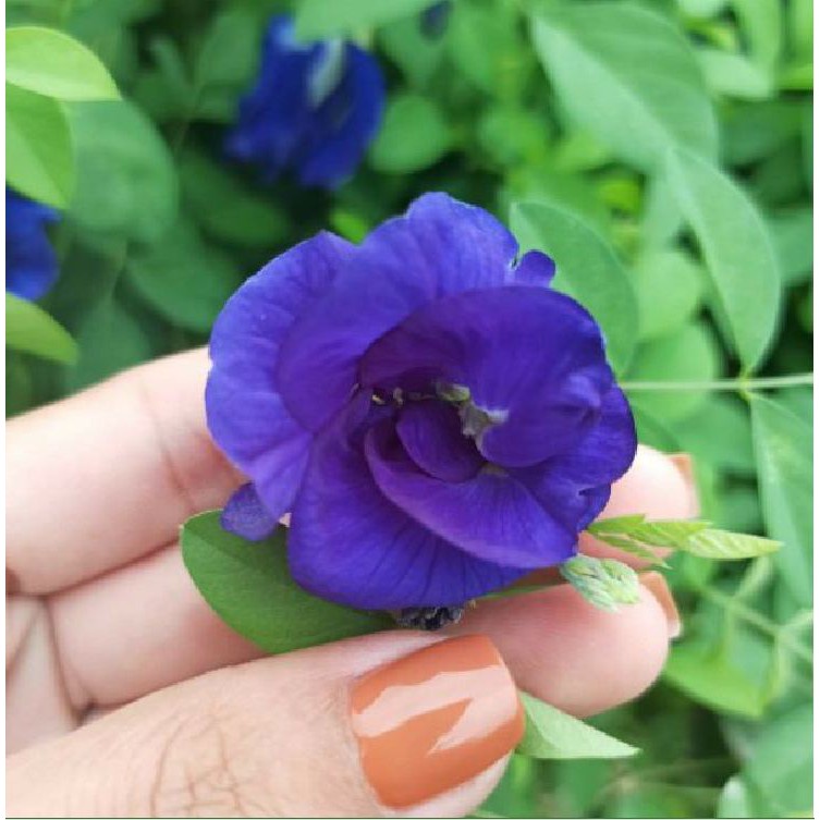 Hạt Giống Hoa Đậu Biếc Hoa Cánh Kép