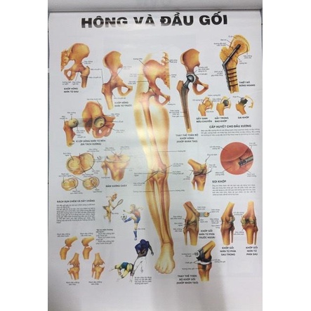 Tranh giải phẫu 12 tờ ( xuất bản 1998)