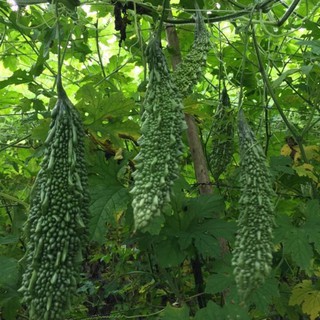 --- Hạt giống khổ qua đen f1 ( khổ qua rừng) gói 10 hạt chất, giá rẻ.