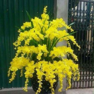 Combo nguyên liệu