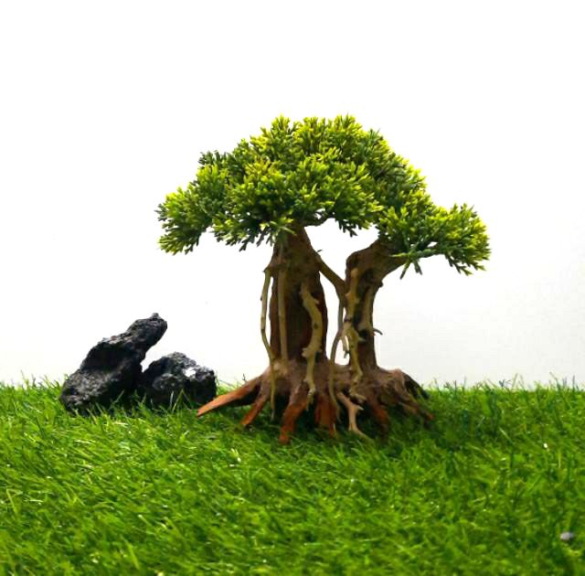 Lũa bon sai Tùng Mẫu tử