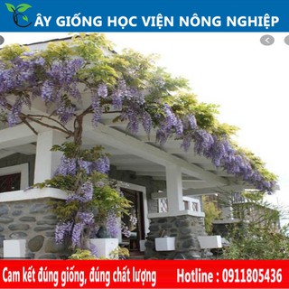 cây hoa leo tử đằng