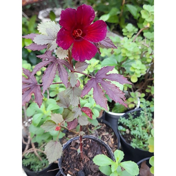 Bụp giấm chua lá đỏ