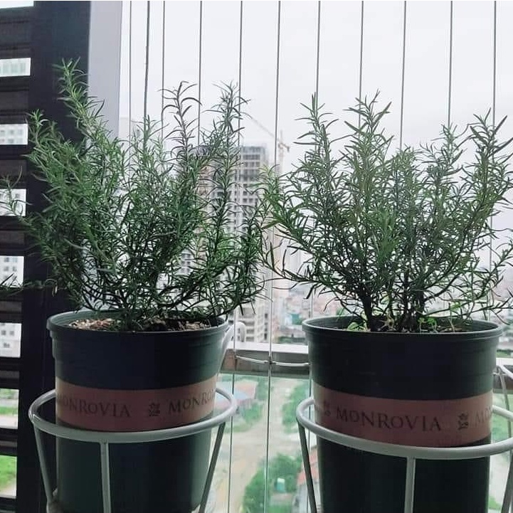 Chậu trồng hoa cây cảnh 1.5Gal trồng cây văn phòng để bàn kèm đĩa