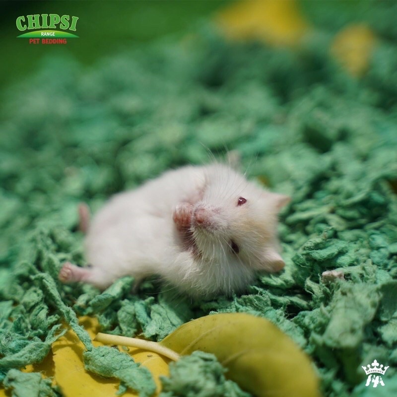 5L - Giấy lót chuồng Chipsi Carefresh Confetti, Forest Green dành cho thú cưng nhỏ: hamster, thỏ, bọ, sóc,...Kitty