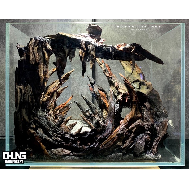 (Siêu rẻ) 300g Lũa san đá size nhỏ dùng trong bể Terrarium, bán cạn , thuỷ sinh