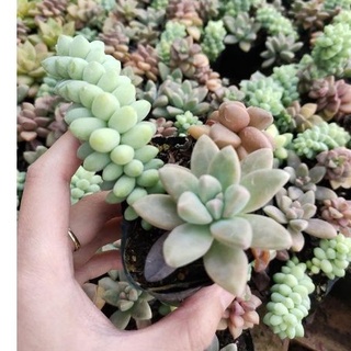Sen đá chuỗi ngọc mix - size mini - vườn đà lạt