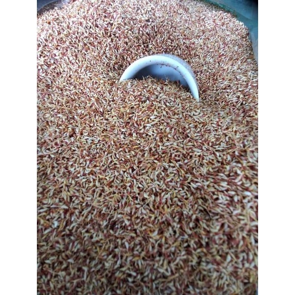 500g hạt mác púp.