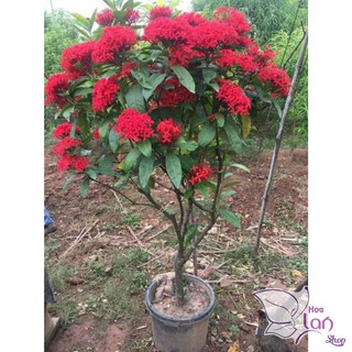 Mẫu Đơn Ta 🌲FREESHIP🌲 Đủ Màu [ Cây giống ]