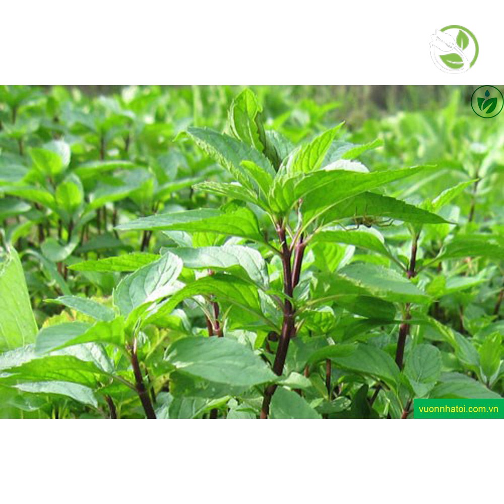 Hạt Giống Rau Quế Lá To Phú Nông - Gói 5g -Sweet Basil