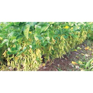 HẠT GIỐNG ĐẬU TƯƠNG DT96 (2kg)