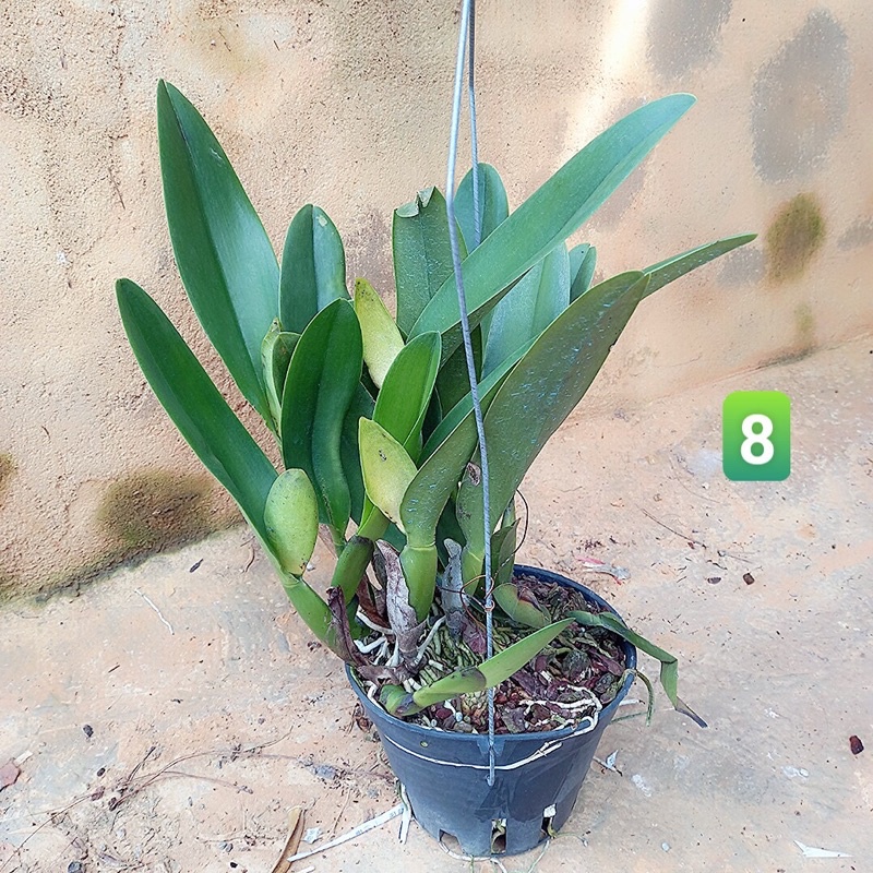 Hoa Lan Cattleya Nhật Thịnh trưởng thành sắp mèo đẹp rẻ