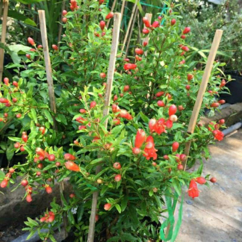 Cây Lựu Ấn Độ ( size nhỏ hình thật )