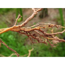 Thuốc trừ bệnh cho cây EDDY 72WP  đặc trị mốc sương, nấm phytophthora, vàng lá thối rễ của Công ty Hợp Trí