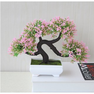 Chậu bonsai để bàn Cao Cấp