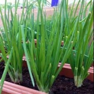 1 lạng hạt giống hành hương