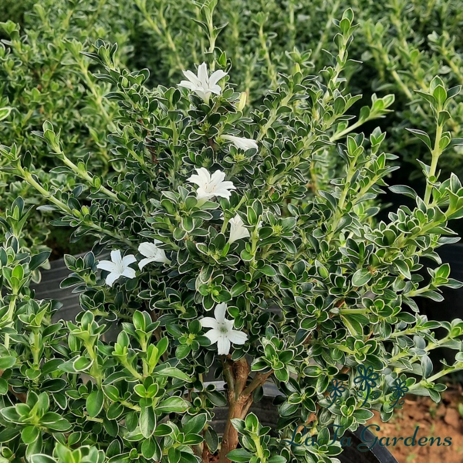 Cây cảnh bạch tuyết mai LAFA GARDEN, kích cỡ tùy chọn , cây bonsai hoa màu trắng