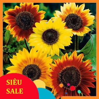 30 Hạt giống hoa Hướng dương mix (tặng gói kích nẩy mầm và hướng dẫn) VIETPHAT