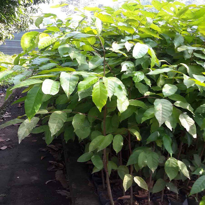 5 Cây sao đen giống