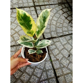 Cây 🌲 Đa thái cam thạch