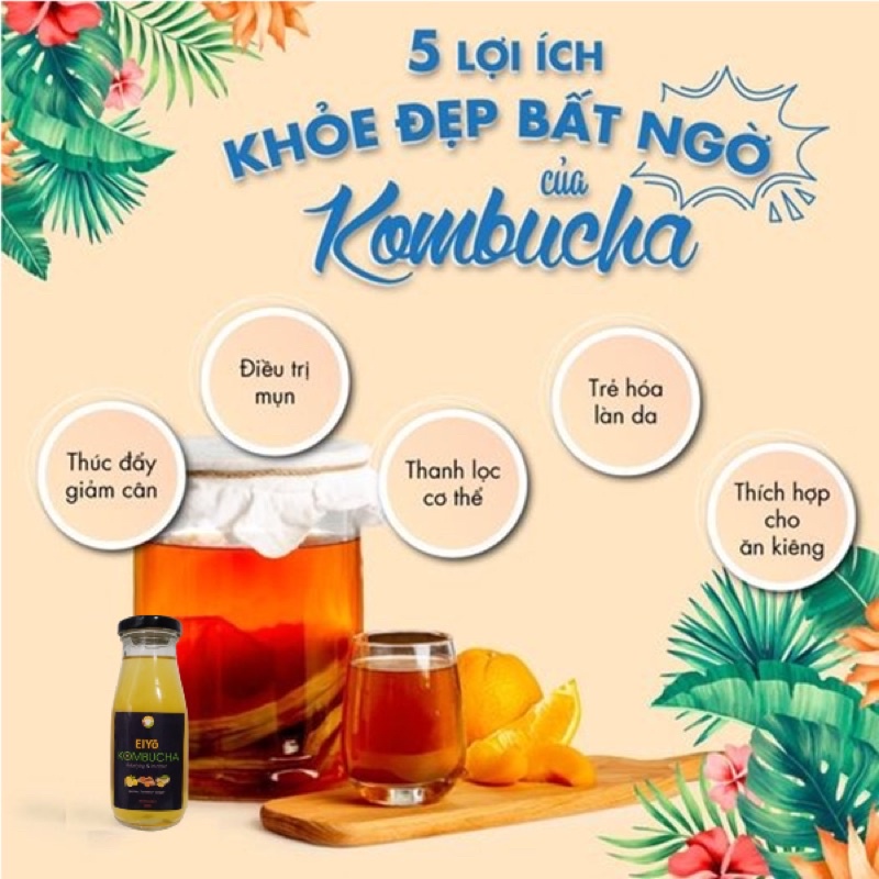 Con giống Scoby - Thủy sâm Bất tử - Trà Kombucha - Nấm thủy sinh