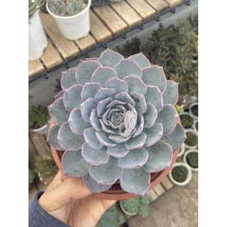 Sen đá hồng phấn size 20cm
