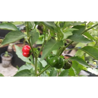 10 hạt giống ớt bí ngô