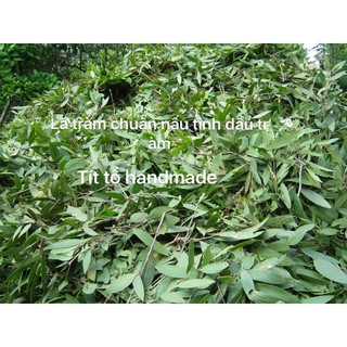 Tinh dầu tràm xịn 100% nguyên chất
