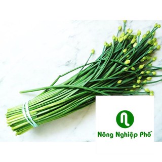 5 GRAM HẠT GIỐNG HẸ BÔNG PHUNONG