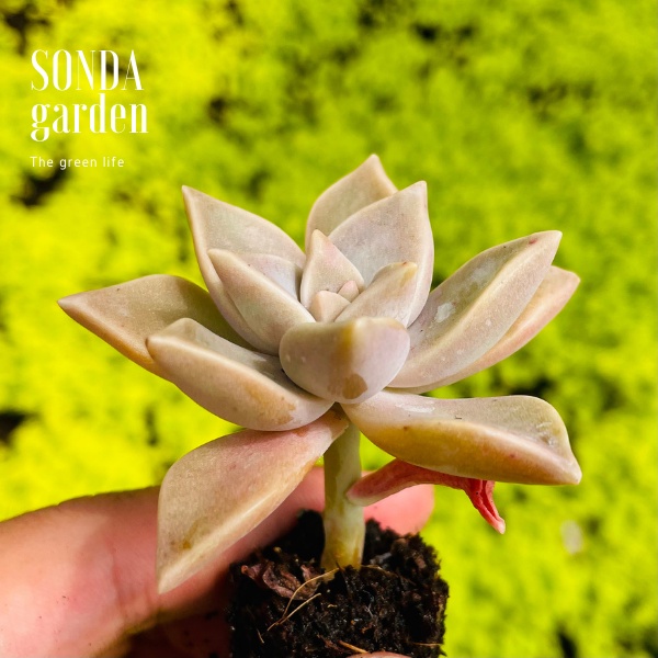 Sen đá đá ma SONDA GARDEN size mini 2.5-4cm, xuất xứ Đà Lạt, khoẻ đẹp, lỗi 1 đổi 1