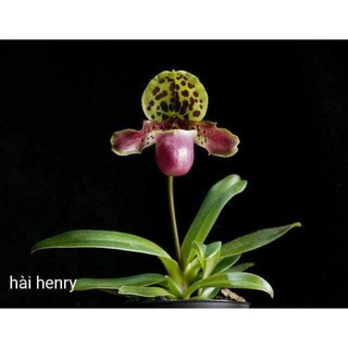 (Mới) Lan hài henry 1 cây.