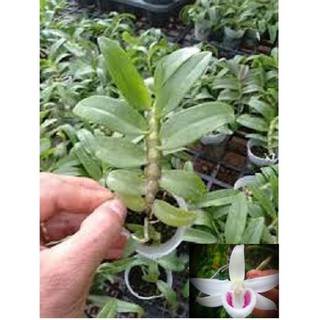 Phi điệp TẤN PHONG, phi điệp cấy mô hoa siêu đẹp hiếm - TP01