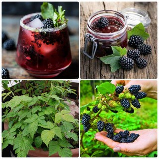 Hạt giống Cây Mâm Xôi Đen 30 Hạt phúc tử bồn luckyseed hạt siêu rẻ