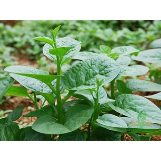HẠT GIỐNG RAU MÙNG TƠI 20GRAM
