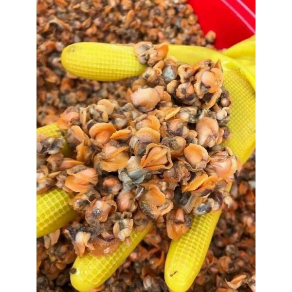 RUỘT SÒ HUYẾT  500g.