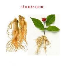 Hạt Giống Nhân Sâm Hàn Quốc cao sản F1