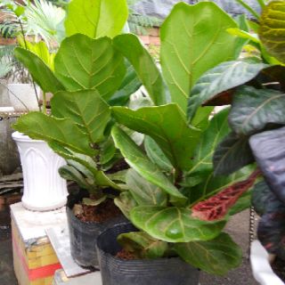 Cây bàng Singapore