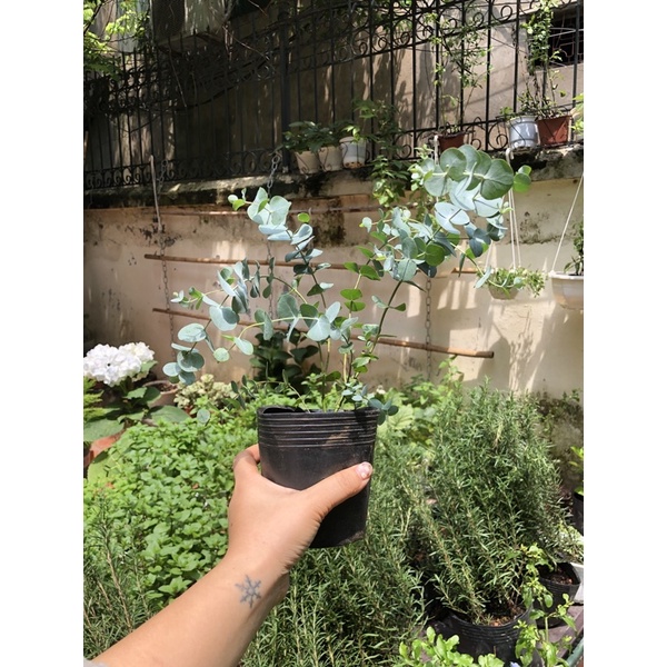 Cây khuynh diệp eucalyptus (có kèm hướng dẫn chăm sóc)