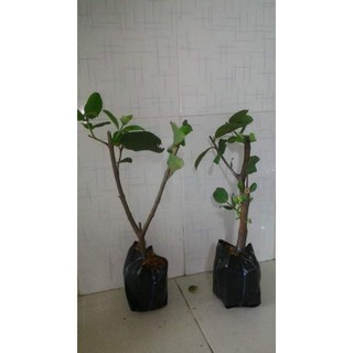 cây giống ổi nữ hoàng ngon giòn ngọt mau trái