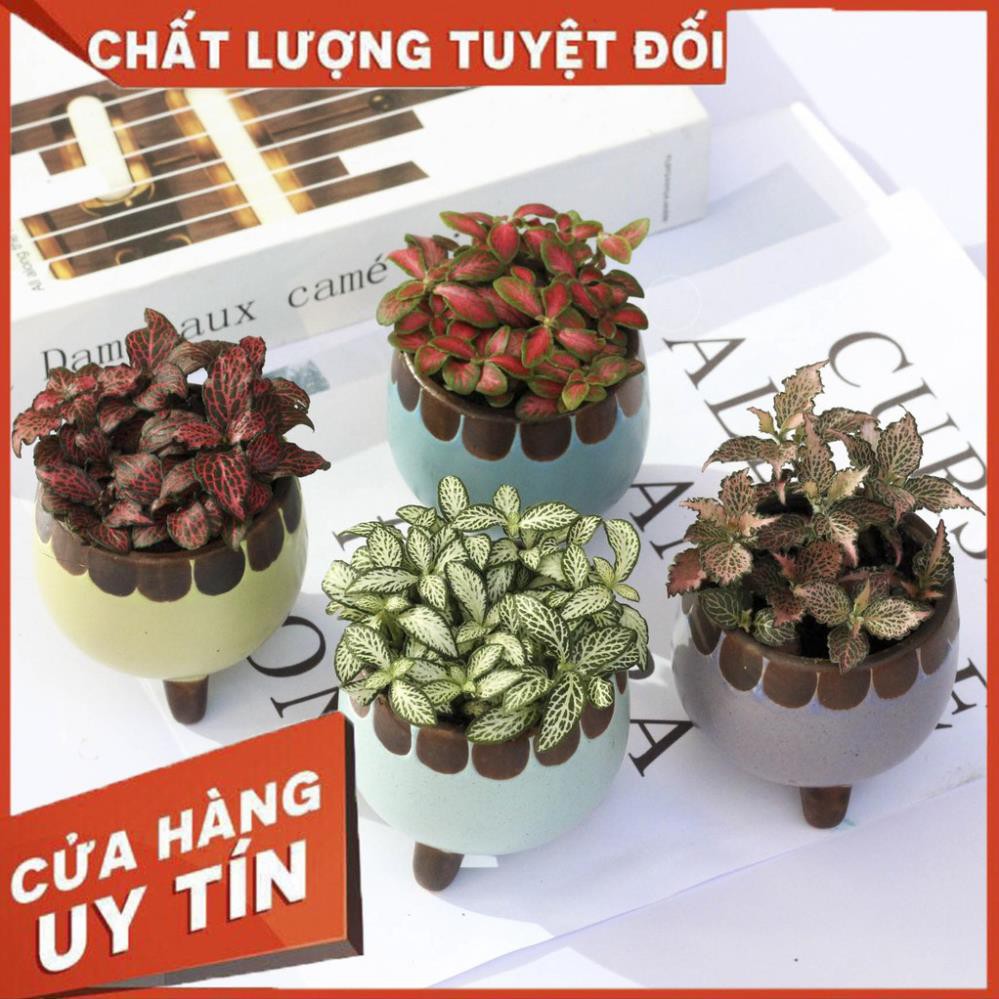 (HOT) Cây cẩm nhung Fittonia, lá may mắn - D08 x R08 x C12 cm - Nhiều mầu sắc - Cây mini để bàn - S12