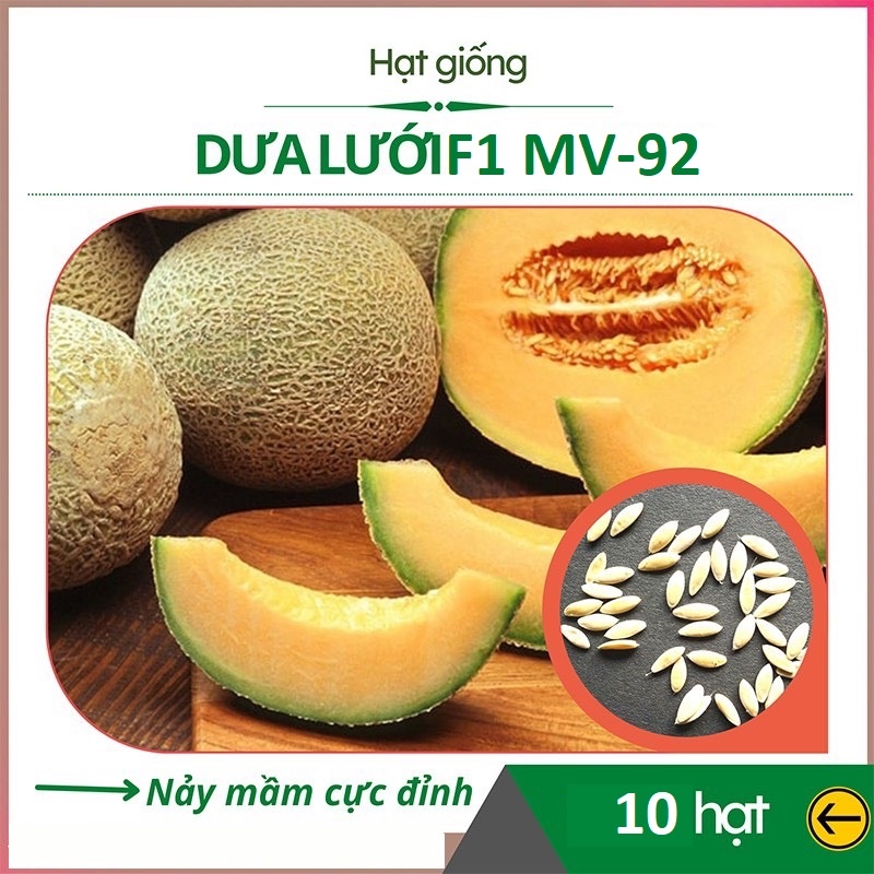[FreeShip] Hạt Giống Dưa Lưới Trắng Ruột Vàng Cam Nhật Bản - F1 MV-92 - Gói 10 hạt